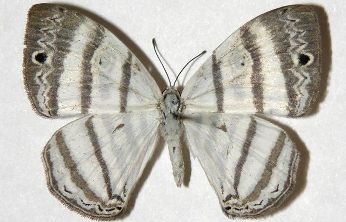 Fig.19. Adulto macho de <i>Leucochimona molina</i> (Riodinidae), vista ventral. Voucher: 05-SRNP-42021-DHJ317344.