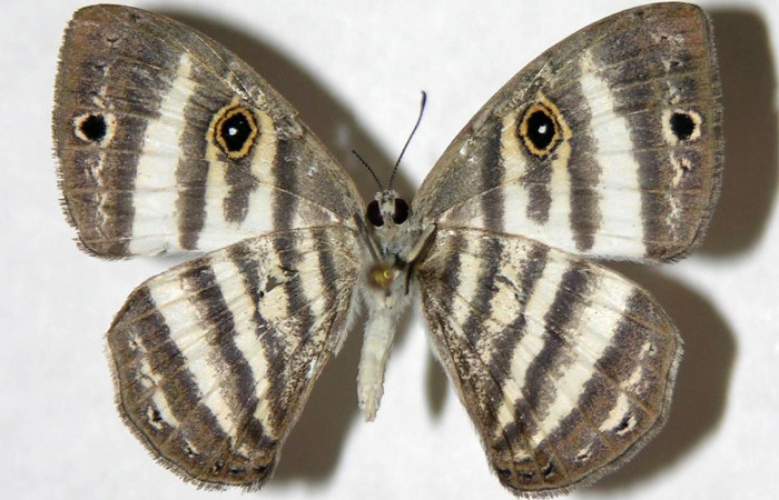 Fig.20. Adulto macho de <i>Leucochimona molina</i> (Riodinidae), vista ventral. Voucher: 05-SRNP-42021-DHJ317345.