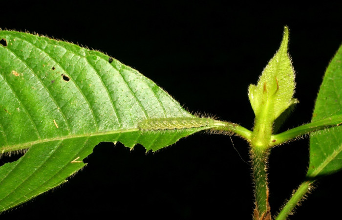 Fig.3 . Larva de <i>Leucochimona iphias</i> (Riodinidae), vista dorsal, alimentándose de <i>Palicourea pilosa</i> (Rubiaceae). Voucher: 06-SRNP-34939-DHJ416677.jpg.       