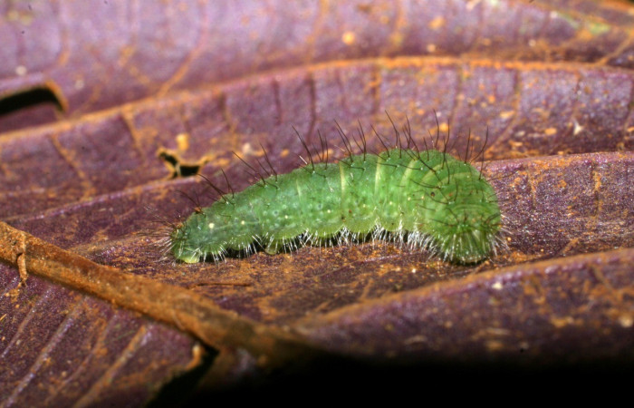 Fig.7 . Larva de <i>Leucochimona lepida</i> (Riodinidae), vista lateral frontal, alimentándose de <i>Palicourea microbotrys</i> (Rubiaceae). 08-SRNP-30303-DHJ435842.jpg.        