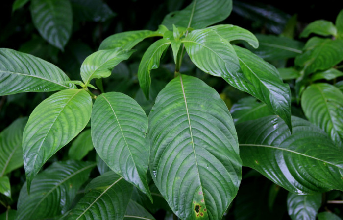 Fig. 22. Planta hospedera de <i>Leucochimona iphias</i> (Riodinidae), <i>Palicourea berteroana</i>, (Rubiaceae). Aquí se muestran las hojas . Foto de Brigitte Vilchez R. Estación Biológica Wege. Diciembre 2022.