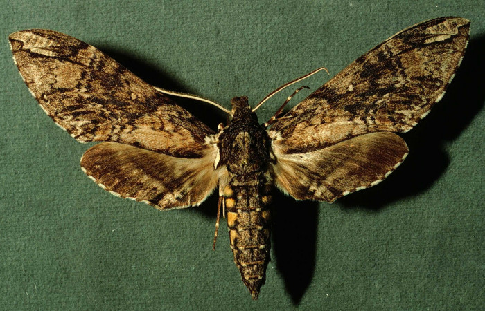 Fig. 03. Macho de  <i>Manduca dilucida</i> (Sphingidae), vista dorsal, 96mm de envergadura. Voucher: INBIOCRI002795800.jpg.