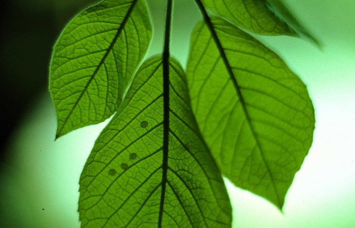 Fig. 05. Huevos de  <i>Manduca dilucida</i> (Sphingidae), puestos en <i>Handroanthus ochraceus</i> (Bignoniaceae) planta hospedera. Voucher: 85-SRNP-204-DHJ8928.jpg.