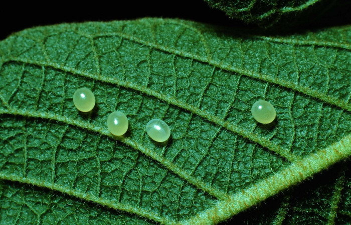 Fig. 06. Huevos de  <i>Manduca dilucida</i> (Sphingidae), puestos en <i>Handroanthus ochraceus</i> (Bignoniaceae) planta hospedera. Voucher: 85-SRNP-204-DHJ8933.jpg.
