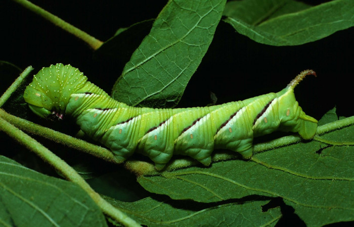Fig. 08. Larva de <i>Manduca dilucida</i> (Sphingidae), último estadío 55mm de longitud, alimentandose de <i>Handroanthus ochraceus[</i> (Bignoniaceae). Voucher: 84-SRNP-408-DHJ7339.jpg.