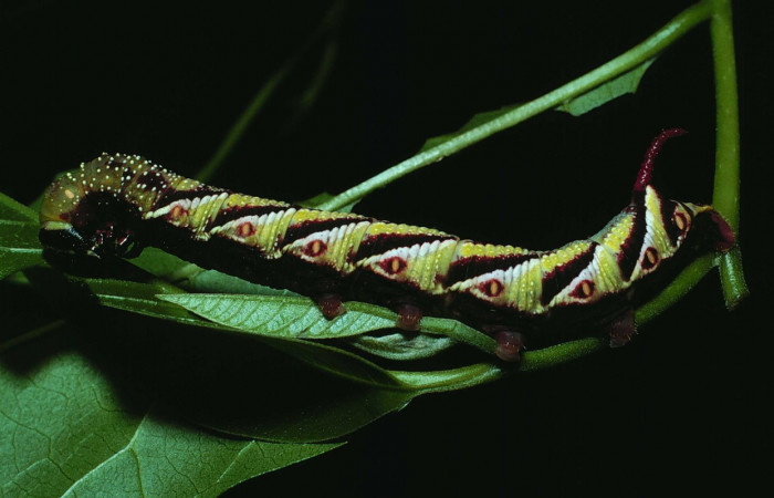Fig. 10. Larva de <i>Manduca dilucida</i> (Sphingidae), último estadío 50mm de longitud, alimentandose de <i>Handroanthus ochraceus</i> (Bignoniaceae). Voucher: 84-SRNP-530-DHJ7451.jpg.