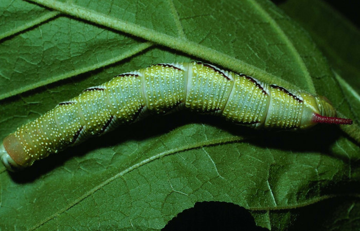 Fig. 12. Larva de <i>Manduca dilucida</i> (Sphingidae), último estadío 55mm de longitud, vista dorsal, alimentandose de <i>Handroanthus ochraceus</i> (Bignoniaceae). Voucher: 84-SRNP-527-DHJ7444.jpg.