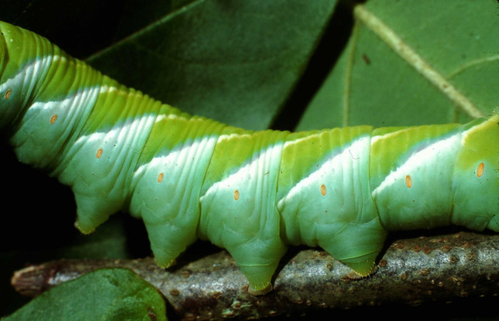 Fig. 14. Larva de <i>Manduca dilucida</i> (Sphingidae), último estadío 75mm de longitud, vista lateral central (propatas), alimentandose de <i>Annona rensoniana</i> (Annonaceae). Voucher: 02-SRNP-17452-DHJ67641.jpg.