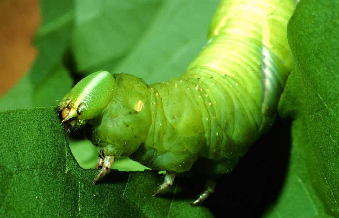 Fig. 15. Larva de <i>Manduca dilucida</i> (Sphingidae), último estadío 72mm de longitud, vista lateral torax , alimentandose de <i>Aegiphila martinicensis</i> (Lamiaceae). Voucher: 01-SRNP-14568-DHJ58841.jpg.