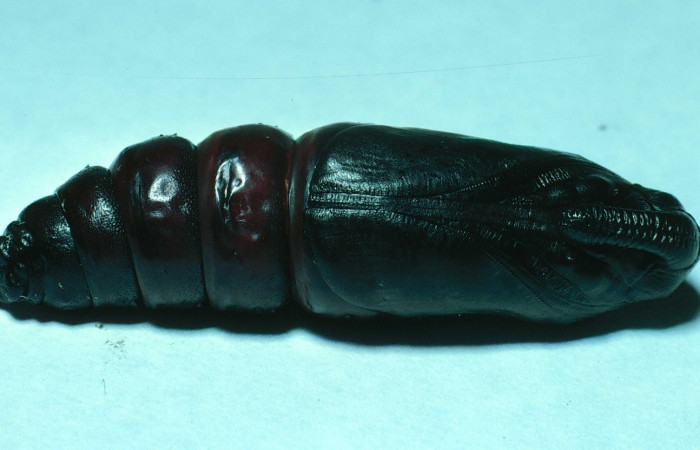 Fig. 17. Pupa de <i>Manduca dilucida</i> (Sphingidae), vista ventral, 45mm de longitud, Voucher: 83-SRNP-665-DHJ5527.jpg.