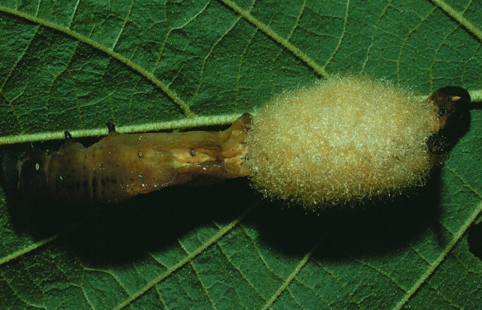 Fig. 24. Larva de <i>Manduca dilucida</i> (Sphingidae) parasitada por Hymenoptera, <i>Euplectrus testaceipes</i> (Chalcidoidea) al posterior de la larva la masa café son los capullos formados. Voucher: 84-SRNP-623-DHJ7495.jpg.