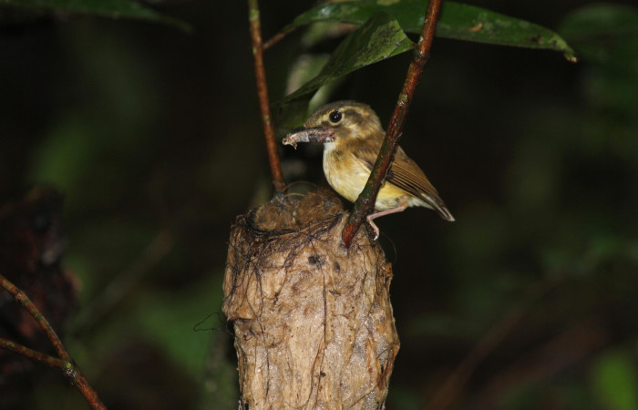 Fig. 14 Stub-tailed Spadebill (Piquichato Norteño) <i>Platyrinchus cancrominus</i> (Tyrannidae). Entregando una mariposa nocturna a sus pichones 16 de junio 2022, Estación Biológica Los Almendros, Sector El Hacha ACG, Foto. Roster Moraga
