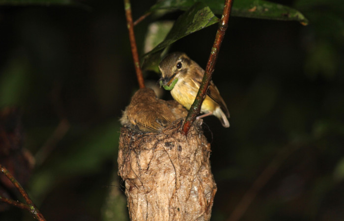 Fig. 17 Stub-tailed Spadebill (Piquichato Norteño) <i>Platyrinchus cancrominus</i> (Tyrannidae). Entregando una oruga de mariposa nocturna a sus pichones 21 de junio 2022, Estación Biológica Los Almendros, Sector El Hacha ACG, Foto. Roster Moraga