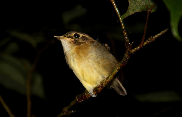 Fig. 1 Stub-tailed Spadebill (Piquichato Norteño) <i>Platyrinchus cancrominus</i> (Tyrannidae). Noche del 19 de diciembre 2019 Estación Biológica Los Almendros Sector El Hacha ACG, Foto. Roster Moraga