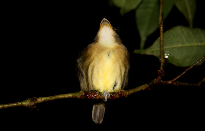 Fig. 2 Stub-tailed Spadebill (Piquichato Norteño) <i>Platyrinchus cancrominus</i> (Tyrannidae). Noche del 19 de diciembre 2019, Estación Biológica Los Almendros Sector El Hacha ACG, Foto. Roster Moraga