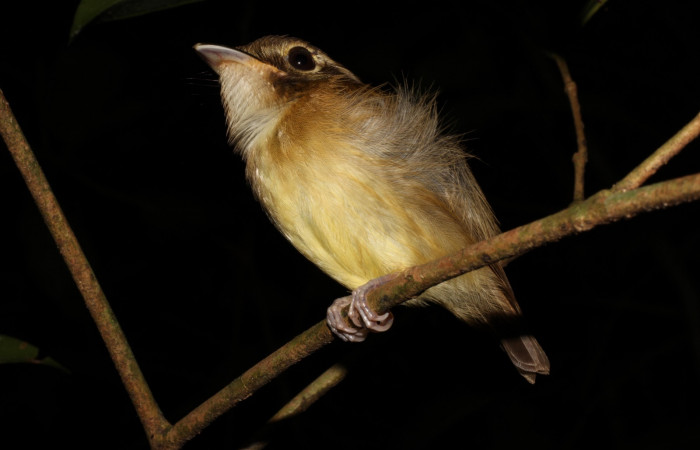 Fig. 3 Stub-tailed Spadebill (Piquichato Norteño) <i>Platyrinchus cancrominus</i> (Tyrannidae). Noche del 09 de junio 2021, Estación Biológica Los Almendros Sector El Hacha ACG, Foto. Roster Moraga