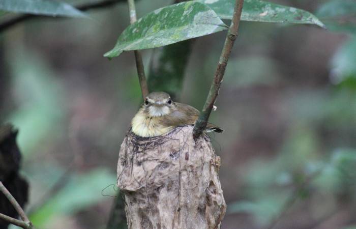 Fig. 5  Nido de Stub-tailed Spadebill (Piquichato Norteño) <i>Platyrinchus cancrominus</i> (Tyrannidae). 10 de junio 2022, Estación Biológica Los Almendros, Sector El Hacha ACG, Foto. Roster Moraga