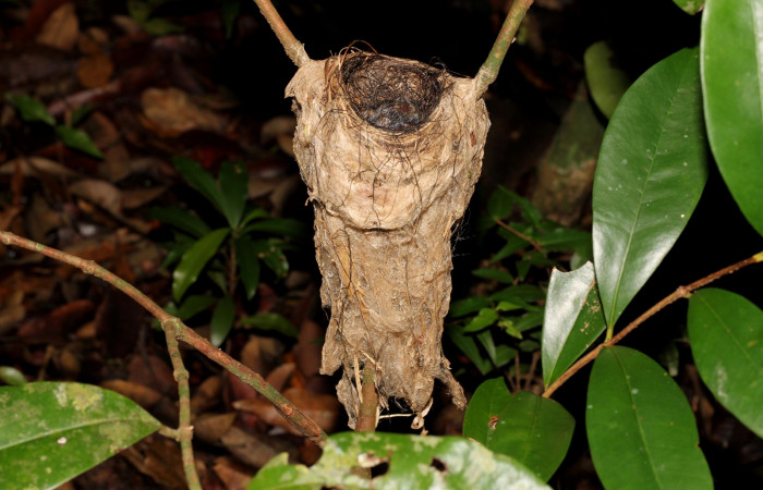 Fig. 6  Nido de Stub-tailed Spadebill (Piquichato Norteño) <i>Platyrinchus cancrominus</i> (Tyrannidae). 10 de junio 2022, Estación Biológica Los Almendros, Sector El Hacha ACG, Foto. Roster Moraga