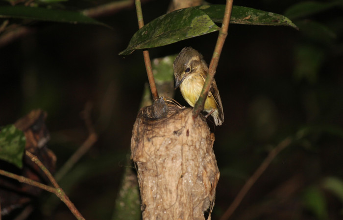 Fig. 8  Stub-tailed Spadebill (Piquichato Norteño) <i>Platyrinchus cancrominus</i> (Tyrannidae). Entregando una araña a sus pichones 13 de junio 2022, Estación Biológica Los Almendros, Sector El Hacha ACG, Foto. Roster Moraga