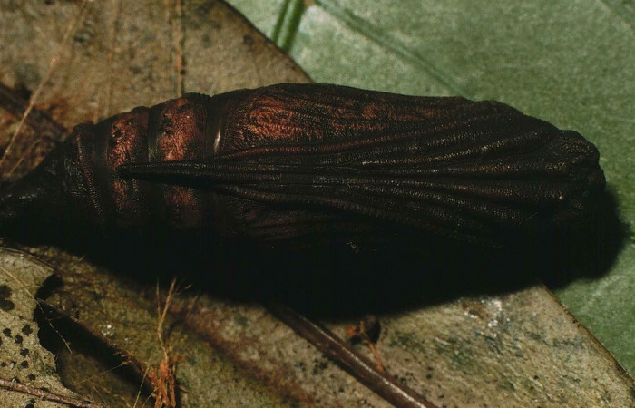 Fig.5 Pupa de <i>Coronidia subpicta</i>, vista dorsal. Voucher: 00-SRNP-9565-DHJ53588