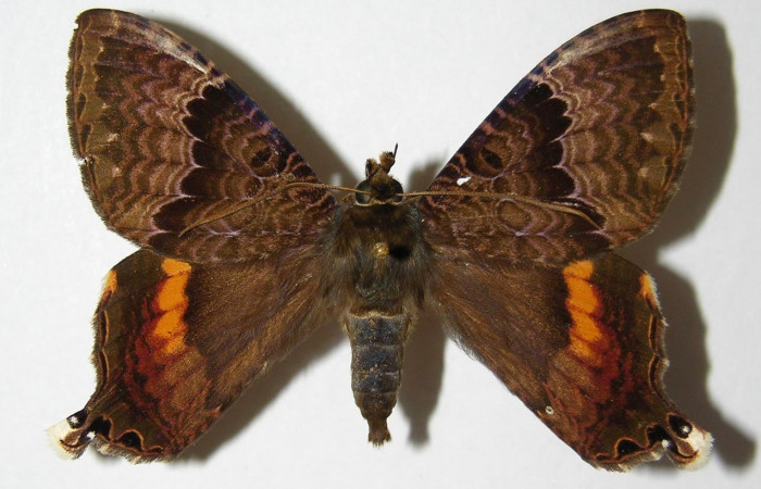 Fig.9 Adulto macho de <i>Coronidia subpicta</i>, vista dorsal. Voucher: 00-SRNP-9569-DHJ331806