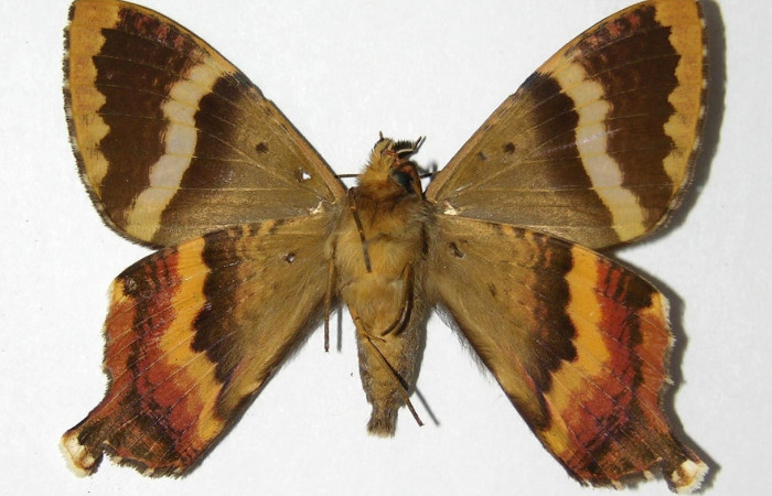 Fig.10 Adulto macho de <i>Coronidia subpicta</i>, vista ventral. Voucher: 00-SRNP-9570-DHJ331793