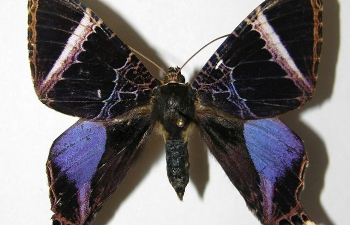 Fig.14.Macho de <i>Coronidia orithea</i>, en alas posteriores con una mancha azul metálico mas amplio llegando hasta el margen costal del ala. Voucher:05-SRNP-19272-DHJ331778.