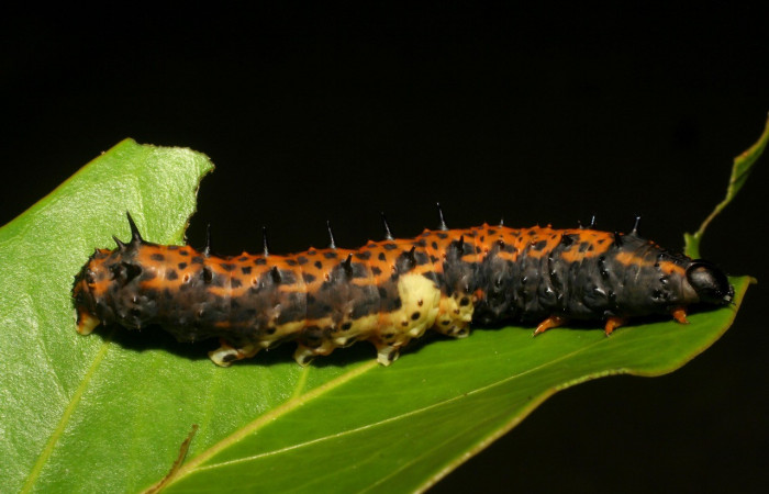 Fig.11 Larva de <i>Coronidia subpicta </i>, vista lateral, alimentándose de <i>Oreopanax capitatus</i> (Araliaceae). Voucher: 06-SRNP-4964-DHJ410813