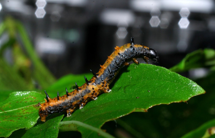 Fig.2 Larva de <i>Coronidia subpicta</i>, vista lateral. Voucher: 08-SRNP-36527-DHJ441637.jpg.