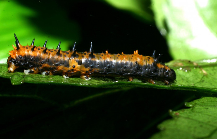 Fig.1 Larva de <i>Coronidia subpicta</i>, vista lateral. Voucher: 08-SRNP-36527-DHJ441640.jpg
