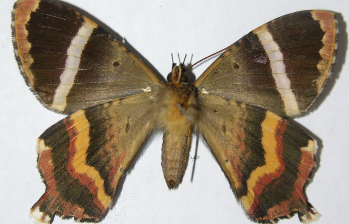 Fig.8 Adulto hembra de <i>Coronidia subpicta </i>, vista ventral. Voucher: 08-SRNP-36536-DHJ501491