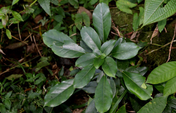 Fig. 12. Planta hospedera de <i>Coronidia subpicta</i>, <i>Oreopanax capitatus</i> (Araliaceae). Foto tomada por Minor Carmona. Estación Biolólogica Wege, Dic 2022.