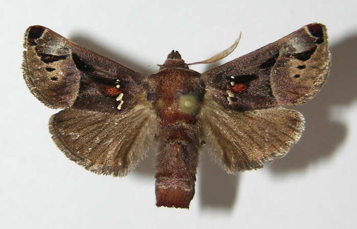 Fig.1. Adulto de <i>Semyra</i> finitaDHJ01. En vista dorsal de 25mm de longitud. Voucher : 12-SRNP-77574-DHJ576348.jpg.