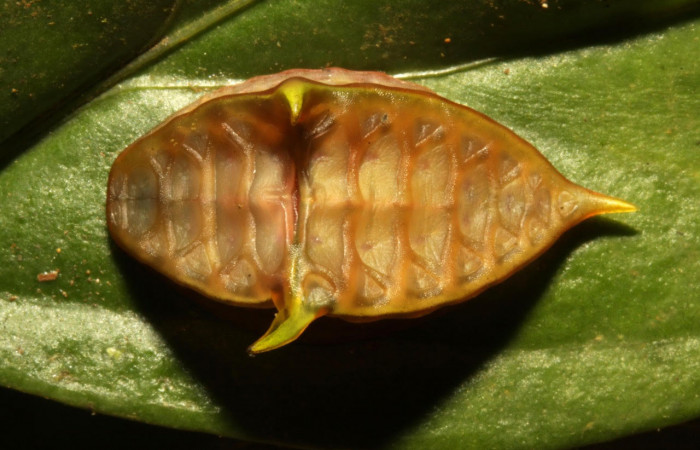 Fig.11. Mostrando larva de <i>Semyra</i> finitaDHJ03. En posición dorsal Voucher :16-SRNP-30543-DHJ729658.jpg