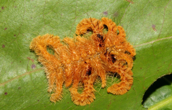 Fig. 17. Mostrando larva de <i>Phobetron hipparchia</i>, en posición dorsal. Voucher : 20-SRNP-40643-DHJ768055.jpg