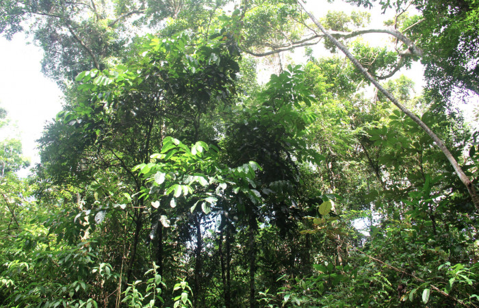 Fig.18. Planta de <i>Tachigali costaricensis</i> (Fabaceae), planta hospedera del género Semyra.