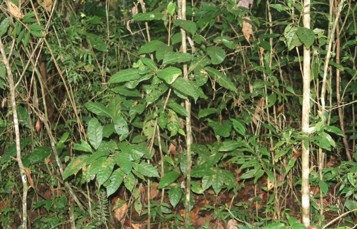 Fig.20. Planta de <i>Croton schiedeanus</i> (Euphorbiaceae), planta hospedera del género Semyra.