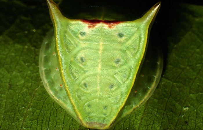 Fig.7. Mostrando larva de <i>Semyra irena</i>. En posición frontal. Voucher : 01-SRNP-631-DHJ57318.jpg
