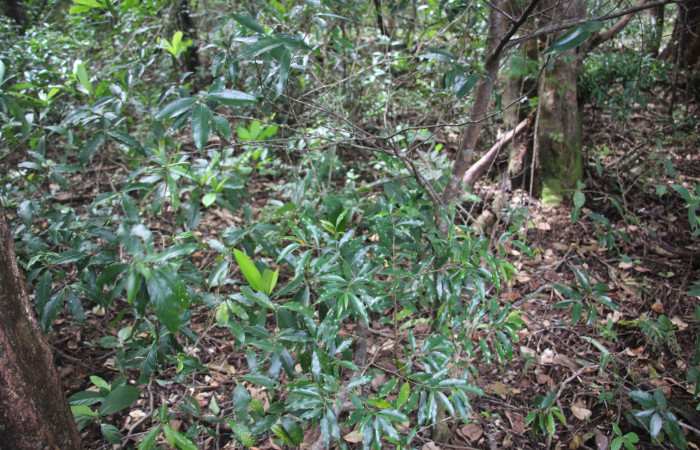 Fig. 10 Planta <i> Damburneya salicifolia,</i> (Lauraceae), hospedera de la larva <i>Isochaetes kenjii</i>, Limacodidae, Sector Mundo Nuevo, Portón Ice. Foto tomada Elieth Cantillano, Noviembre 28 2022.
