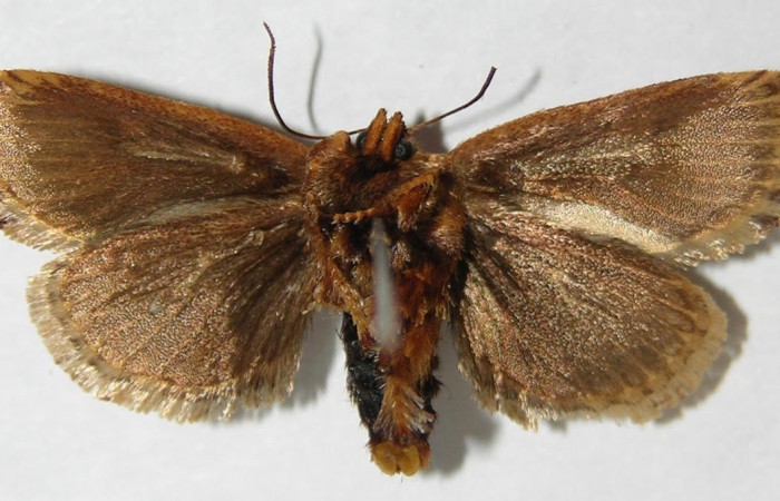 Fig.2 Adulto <i>Isochaetes kenjii</i>,                                       Limacodidae, mostrando la parte ventral. Voucher: 09-SRNP-36473-DHJ516179.