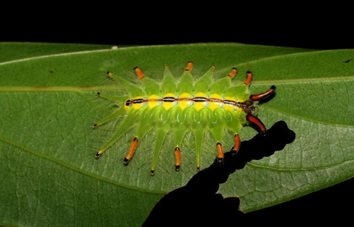 Fig. 4 Larva <i>Isochaetes kenjii</i>, Limacodidae, se alimenta <i>Nectandra hihua</i>,familia (Lauraceae), mostrando la posición dorsal entero,U estadio. Voucher: 07-SRNP-2711-DHJ425820.jpg.