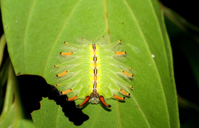 Fig.5 Larva <i>Isochaetes kenjii</i>, Limacodidae, se alimenta <i>Nectandra hihua</i>, familia (Lauraceae), mostrando la posición frontal,U estadio. Voucher: 07-SRNP-2711-DHJ425821.jpg.
