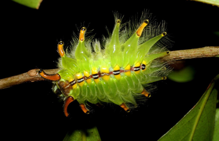 Fig. 7 Larva <i>Isochaetes kenjii</i>, Limacodidae, se alimenta <i>Damburneya salicifolia</i>, familia (Lauraceae), mostrando la posición lateral entero,U estadio. Voucher: 07-SRNP-58029-DHJ428604.jpg.