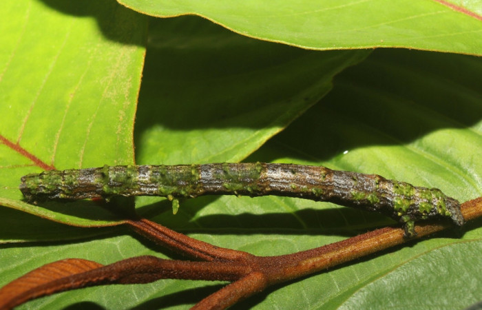  Larva en posición lateral de <i>Pero coronata</i> (Geometridae), U estadio. Sector Pitilla, Estación Quica, Medrano. Voucher 18-SRNP-70707-DHJ741985.jpg.