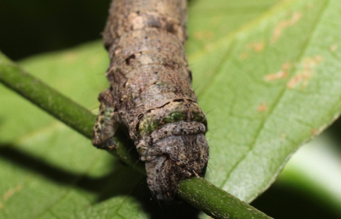  Cola en posición lateral de <i>Pero Tabitha</i> (Geometridae), U estadio. Sector Rincon Rain Forest, Estación Wege. Voucher 19-SRNP-27796-DHJ761679.jpg.