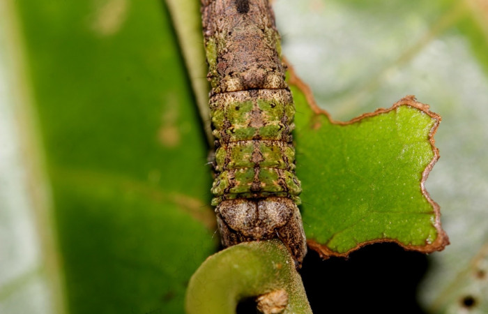 Cola en posición lateral de <i>Pero coronata</i> (Geometridae), U estadio. Sector Del Oro, Estación Los Almendros, Tangelo. Voucher 18-SRNP-20781-DHJ711687.jpg.