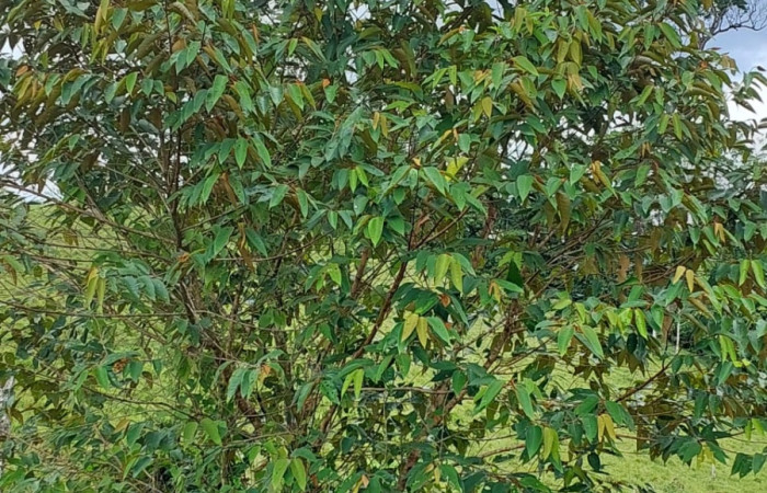  <i>Vismia baccifera</i> (Hipericaceae), planta hospedera de <i>Pero coronada</i> (Geometridae. Sector San Cristóbal, Sendero Huerta. Foto, Elda Araya, 11 Diciembre 2022.
