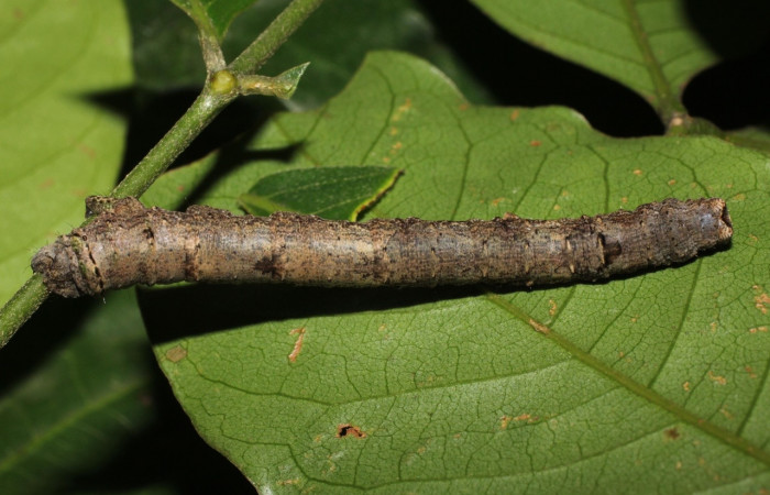  Larva en posición dorsal de <i>Pero coronata</i> (Geometridae), U estadio. Sector Del Oro, Estación Los Almendros, Tangelo. Voucher 18-SRNP-20781-DHJ711681.jpg.