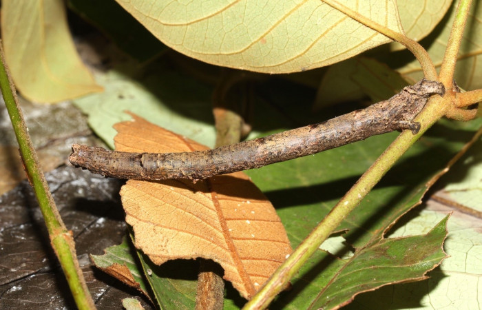  Larva en posición lateral de <i>Pero coronata</i> (Geometridae), U estadio. Sector Pitilla, Pasmompa. Voucher 17-SRNP-32045-DHJ740084.jpg.