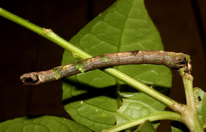  Larva en posición lateral de <i>Pero</i> tabithaDHJ02 (Geometridae), U estadio. Sector Pitilla, Sendero Laguna. Voucher 11-SRNP-30085-DHJ481340.jpg.